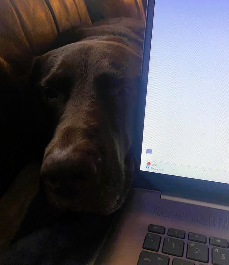 Focused Writing with a Squirrel and a Dog